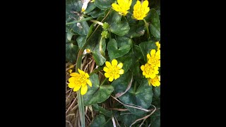 Lesser Celandine Ficaria verna [upl. by Nawor511]