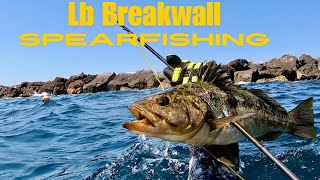 Spearfishing Long Beach Harbor and Breakwall [upl. by Adnih]