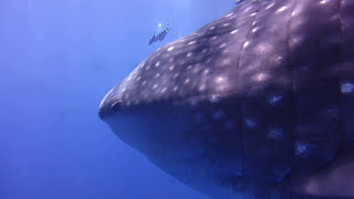 Whale Shark on Princess Alice Bank Azores with Twin Peaks Diving Centre [upl. by Ggerk5]