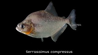 Serrasalmus compressus  Pirambeba Brazil [upl. by Xylia]