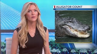 Approx 145 alligators counted during Kiawah Island survey [upl. by Ennoirb344]