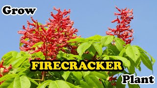 how to grow Firecracker Plant  Russelia Equisetiformis [upl. by Macrae]