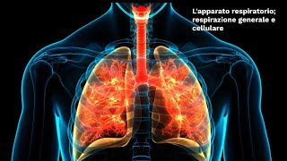 LE SUPERSINTESI DI SCIENZE Apparato respiratorio respirazione generale e cellulareclasse seconda [upl. by Aihtekal]