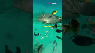 Meet The Majestic HumpHead Wrasse fish [upl. by Uehttam]