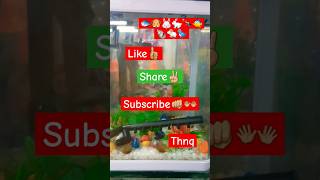 AquariumPets💚 waterlife yutubeshorts tomatofish aquarium pets birdslover petsvlog minivlog [upl. by Meece835]