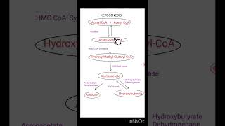 KETOGENESIS The Steps [upl. by Edgerton]