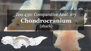 Osteology Chondrology Chondrocranium shark [upl. by Naujej]