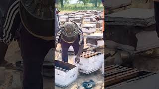 Bee Box change  bee farming beekeeping [upl. by Nnyledam827]