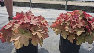 Plant Spotlight Heuchera [upl. by Laroc475]