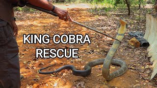 Rescue of a big deadly venomous King cobra by Ajay Giri in India [upl. by Sella130]