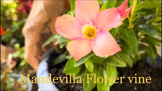 Mandevilla plant Care  Mandevilla or Dipladenia Care  Mandevilla Care in Winter [upl. by Liagaba420]