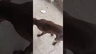 Radial nerve paralysisdogs animals dr Latif Ur Rehman [upl. by Artie730]