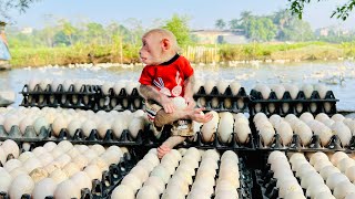 Bibi enlisted helps dad harvest eggs on farm [upl. by Radford]