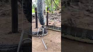 देख लीजिए इस छोटे😱 टायर ने पकड़ लिया बहुत बड़ा सांप snake lover🐍🐍short video viral training video [upl. by Itsyrk22]