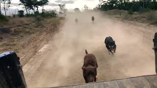 A pack of Australian Working Kelpies racing through the Australian Bush [upl. by Gristede]