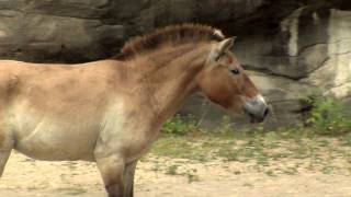 Przewalskis HorseCincinnati Zoo [upl. by Rogergcam]