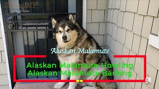 Alaskan Malamute Howling  Alaskan Malamute Barking [upl. by Opalina587]