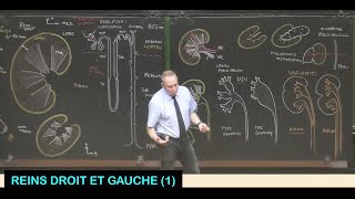 Anatomie des reins droit et gauche 1 Abdomen 9 [upl. by Ttenaj291]