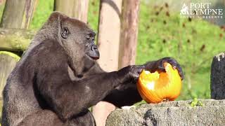 Spooky Surprise For Port Lympne Gorillas  Port Lympne Hotel amp Reserve [upl. by Ellerihs353]