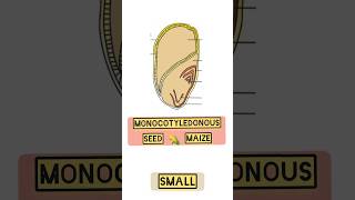 Structure of monocotyledonous seed Maize 🌽in 17 sec [upl. by Sarkaria356]