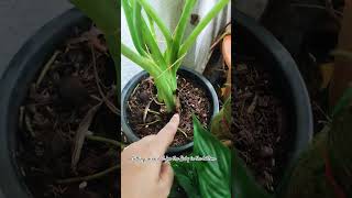 Alocasia Michlotziana cormplants balcony nature alocasia alocasiablackvelvet naturebalcony [upl. by Ydiarf]