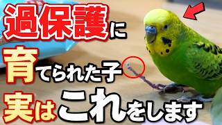 【保存版】育て方を間違えたセキセイインコが見せる９つの仕草 [upl. by Oicneserc]