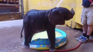 Watch This Excited Baby Elephant Splash Around During Her First Bath [upl. by Leafar]