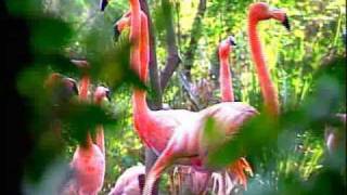 CONABIO Documentales  Reproducción de Aves en cautiverio  Si hay solución 37 [upl. by Odab]