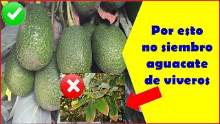 Por esta razón no compro aguacate injerto en los viveros Discovery Mundo aguacate huertos [upl. by Eilliw336]