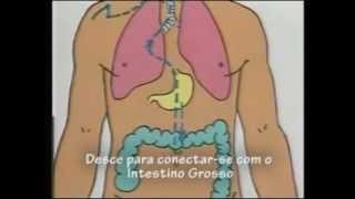 Meridianos do Pulmão e Intestino Grosso [upl. by Wadell]