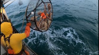 2022 Commercial Dungeness Crab Fishing Final Trip Vietnamese North West Canada [upl. by Ayekahs]