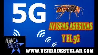 AVISPAS ASESINAS Y EL 5G [upl. by Attah]