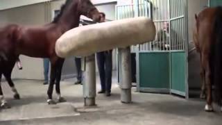 Mating Horses Breeding  HORSE MATING Donating Sperm MIX [upl. by Berkly]