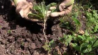 Easy Weeding  How to Get Rid of Weeds in Your Vegetable Garden [upl. by Rosane154]