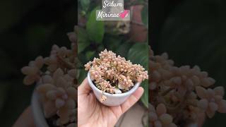 Sedum Mirinae💞unshortunamaceta [upl. by Siroved]