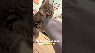 funny myfunnypets funnypet cat funnypetsmoments funnycat pets funnyanimls funnyanimal [upl. by Naghem272]