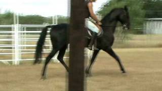 Akhal Teke stallion Arimtrotwalkgallop training  Akhal Texas [upl. by Aehsa]