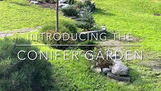 Introducing the conifer garden [upl. by Rockey287]