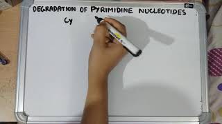 Degradation of pyrimidine nucleotides [upl. by Nahallac599]