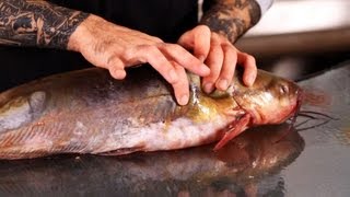 How to Make Initial Cuts on the Catfish  Fish Filleting [upl. by Diet832]