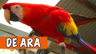 Wat Een Mooie Vogel De Ara  DierenpraatTV [upl. by Hollie]