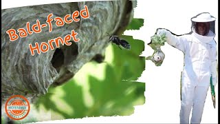 How to Safely Remove a BaldFaced Hornet Nest Expert Tips amp Techniques [upl. by Ennovyahs575]