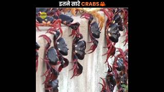 100 Millions Crabs Migration 🦀 [upl. by Rosaline]