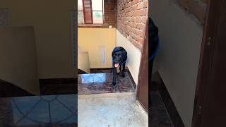 Where does the dog go and hide 🫣😂😅😃shortvideo funnyvideo [upl. by Kim418]