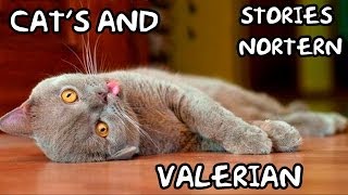 Cats and Valerian  Stories Northern Christmas marathon [upl. by Skelton588]