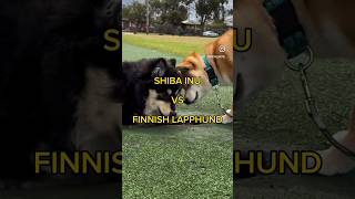 FINNISH LAPPHUND VS SHIBA INU politeness 😳 finnishlapphund shiba shibainu cute puppy [upl. by Poll415]