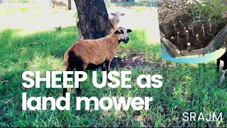 SHEEP USE TO CONTROL FISH amp CHICKEN FARM  Dunns Farm  HOW TO PLANT MULBERRY PLANT [upl. by Leahcimdivad426]