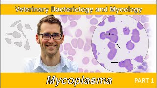 Mycoplasma Part 1  Veterinary Bacteriology and Mycology [upl. by Zaremski898]