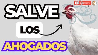 😱 ¿Por Qué se AHOGAN Los POLLOS de ENGORDE 😎 [upl. by Nnyleuqaj219]