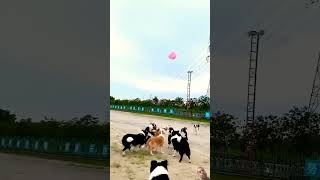 Khushi Jaha Chaho Wahi Hai dog doglover puppy funny love Jhakjhoran Lal Roster [upl. by Innoj]